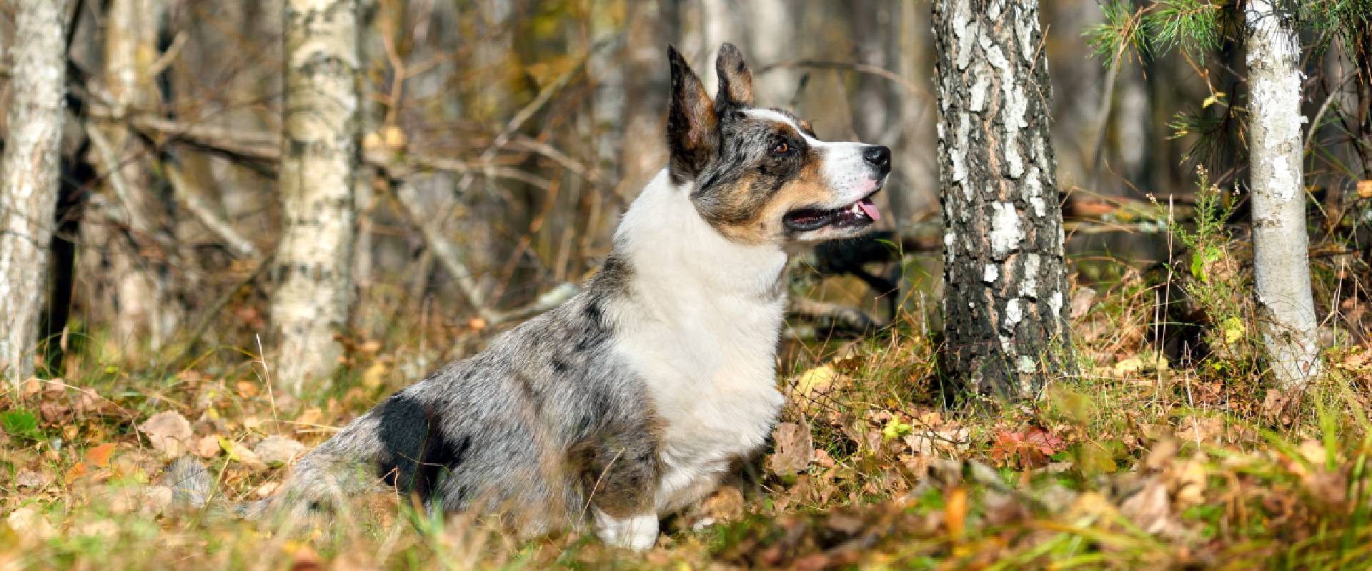 Australian cattle dog and best sale corgi mix